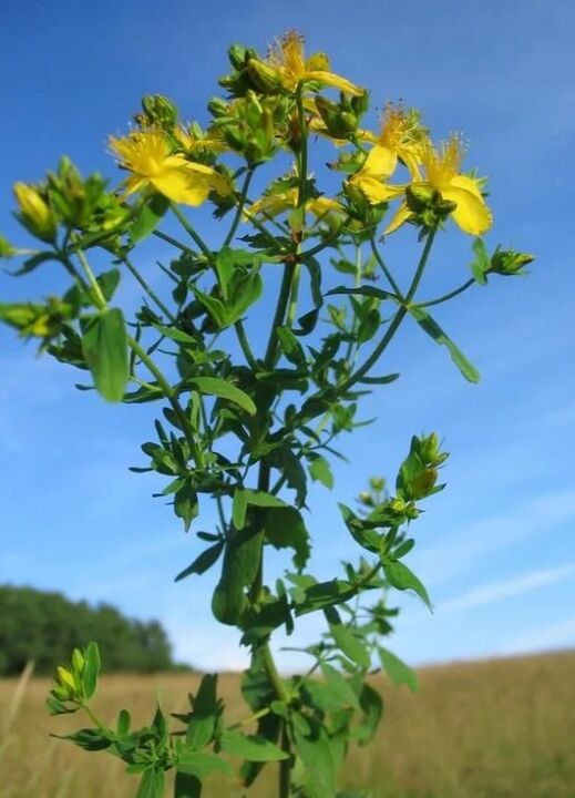 St. John's Wort